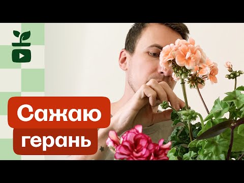 Видео: Герань зональная и плющелистная в балконном ящике. Pelargonium zonale и P. peltatum.
