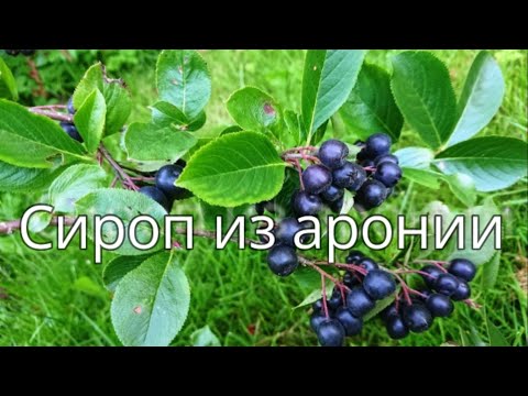 Видео: Как приготовить сироп из АРОНИИ или черноплодной рябины. Эп. №174