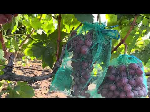 Видео: Виноград Ливия#Фламия