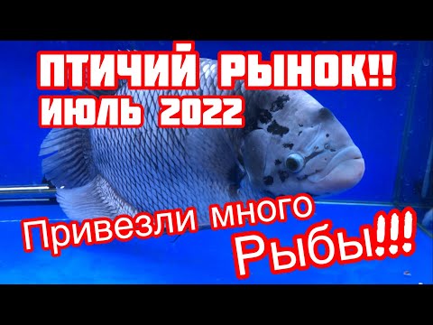 Видео: Птичий рынок!! Привезли много рыбы!! Июль 2022г.