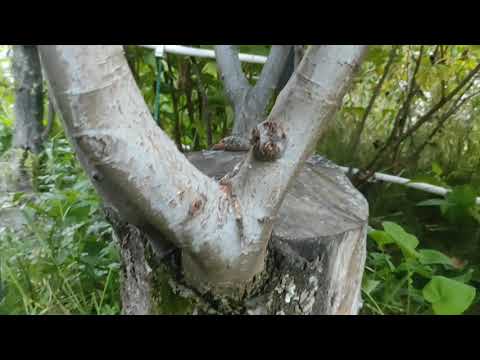 Видео: Прививка взрослой груши и яблони в крону. Прививка на пень.