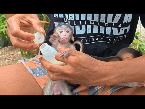 Видео: Эта жидкость помогла многим обезьянкам, и мы надеемся, что она поможет и Руби.