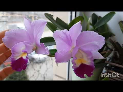 Видео: ЦВЕТЕНИЕ МОИХ КАТТЛЕЙ(23.12.24)