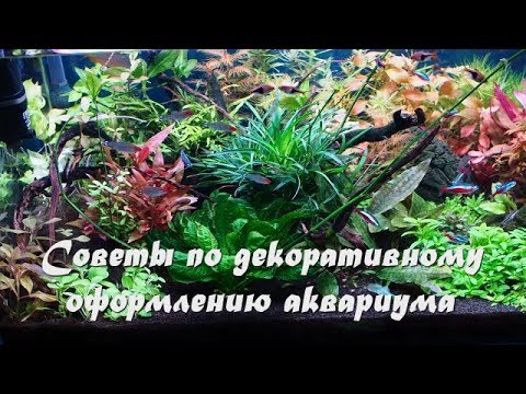 Видео: Советы по декоративному оформлению аквариума