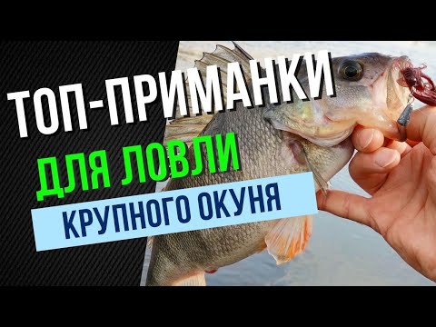 Видео: ТОП-ПРИМАНКИ для ловли КРУПНОГО ОКУНЯ