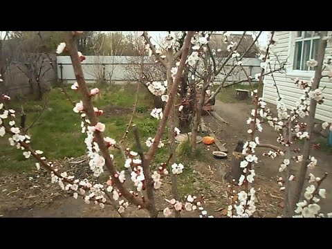 Видео: Железов Валерий  Спасая деревья от дебилизма