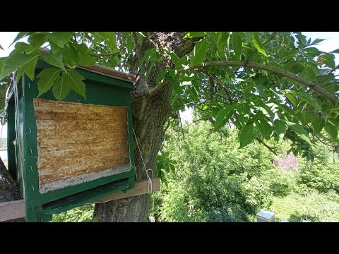 Видео: Роеловка для пчел / Как приманить рой / "Апирой" для привлечения роев