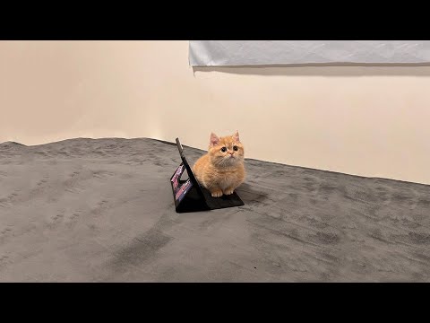 Видео: Самые смешные видео с кошками 2025 года 😹 Постарайтесь не смеяться 😂 Часть 15