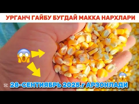 Видео: ХОРАЗМ УРГАНЧ ЙЕМ НАРХЛАРИ 😱 28-СЕНТИЯБРЬ 2025.г АРЗОНЛАДИ 💣