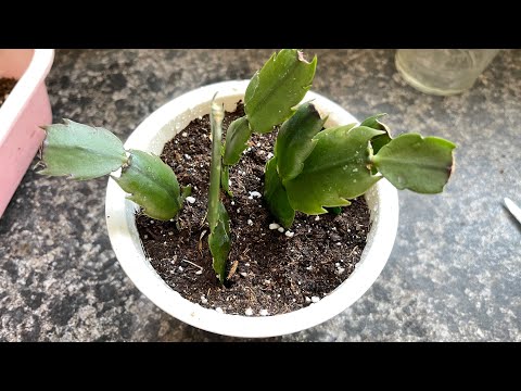 Видео: Размножение Декабриста (кактус Шлюмбергера) в воде. Пересадка черенков в землю.