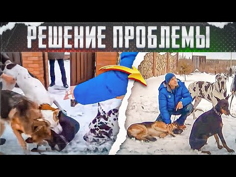 Видео: Драки в стае(Дог, овчарка, доберман и беспородные)