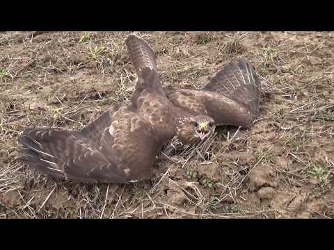 Видео: Нашел раненого ястреба.
