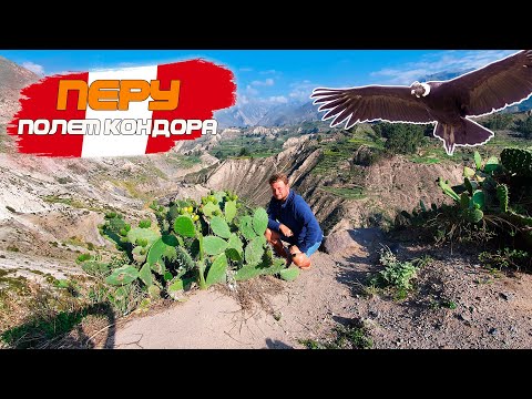 Видео: Чем  нас удивил Перу? Каньон Колка, полет кондора, горячие источники, чай из коки и писко из кактуса