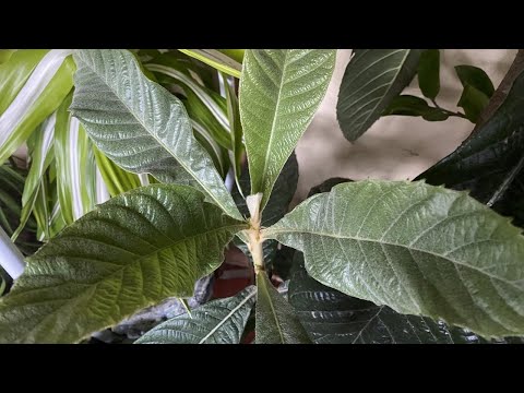 Видео: ВЫРАЩЕНА ИЗ КОСТОЧКИ.  МУШМУЛА.