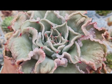 Видео: Продажа суккулентов