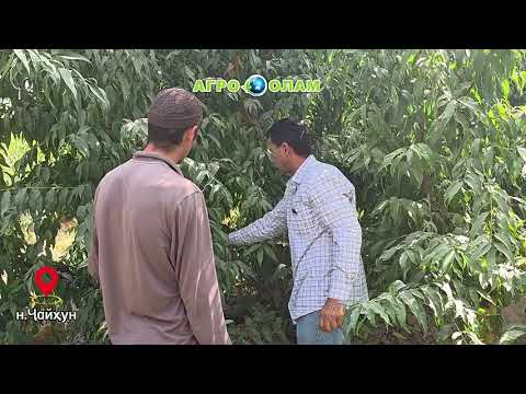 Видео: 🍑 Маслиҳати мутахассис ба боғдорон 🌳