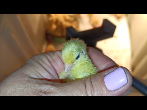 Видео: Перепелята в квартире в прямом эфире!!