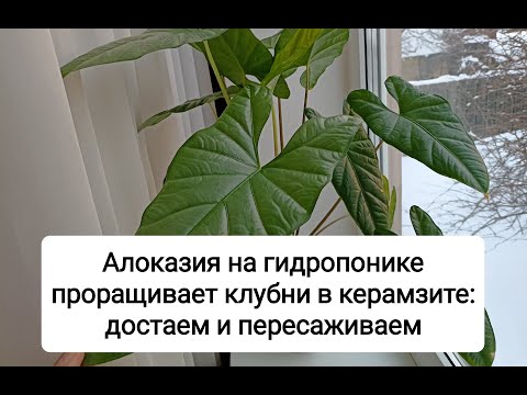 Видео: Алоказия на гидропонике проращивает клубни в керамзите: достаем и пересаживаем