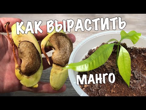 Видео: КАК ВЫРАСТИТЬ МАНГО ИЗ СЕМЕЧКИ. Выращиваем дома манговое дерево!