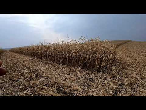 Видео: Убираем кукурузу ЮНКАЙ от ЕЛИТЫ СЕЛЕКТ и ДКС 4590.