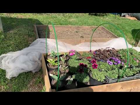 Видео: Садовый влог.25 апреля 2023 г.