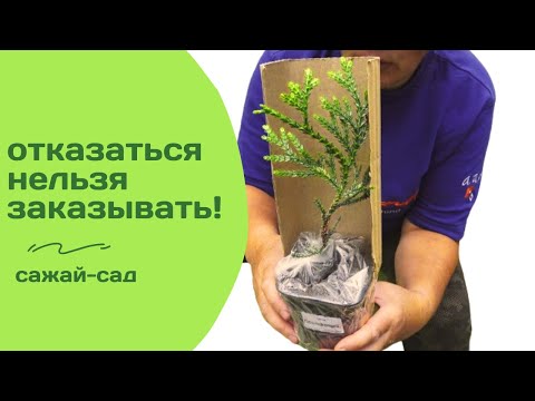 Видео: Вот такие саженцы продают на Wildberries...