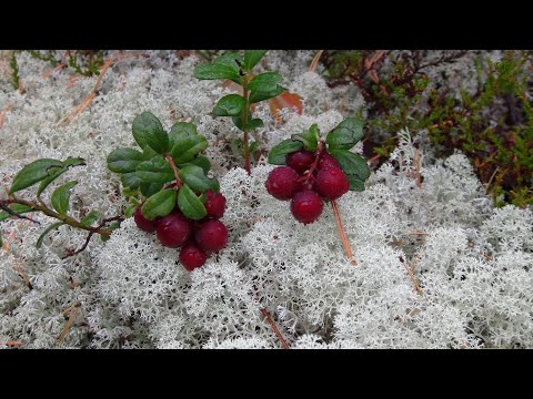 Видео: Знакомство с Карелией. Мечты... Мечты... Часть 19