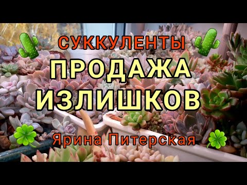 Видео: Ноябрь. Суккуленты. Продажа излишков.