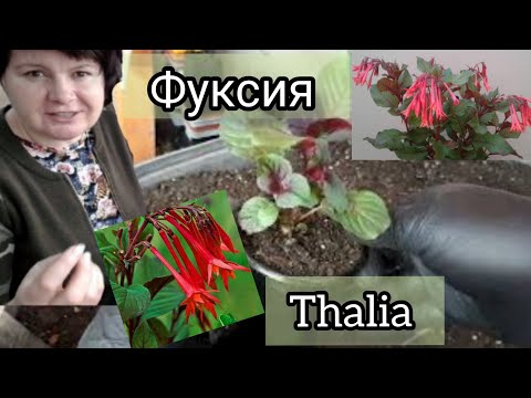 Видео: ФУКСИЯ трифилла ТАЛИЯ. Пересадка-перевалка. Зачем это нужно мне?