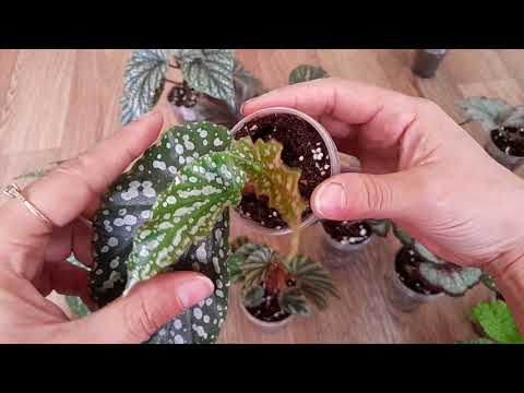 Видео: Излишки бегоний на 06.10.25.#комнатные растения ☘️☘️☘️