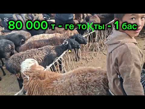 Видео: 05.11.2025.Сарыағаш мал базары.Қошқарлар,саулық қойлар,түсақ,тоқтылар,қозылар,ешкілер,лақтар.🐏🐑🐐🐐🐏🐑🐏