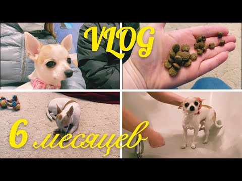 Видео: VLOG// ДЖЕРРИ 6 месяцев // Чем кормим //