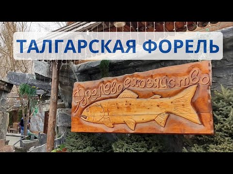 Видео: ТАЛГАРСКАЯ ФОРЕЛЬ. Форелевое хозяйство. Алматы. Талгар. #алматы #казахстан