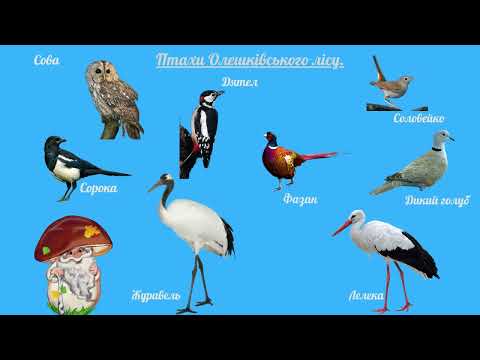 Видео: Вихователь Стаднік Т.О. " Прогулянка до Олешківського лісу"