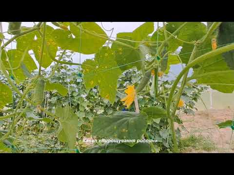 Видео: Жовті плями на листках огірків. Чим обробити?