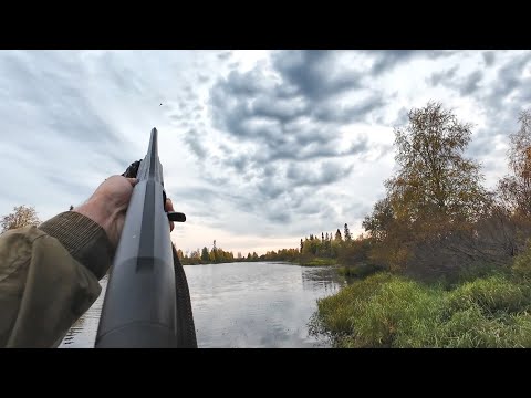 Видео: ОХОТА НА УТКУ С ПОДХОДА. НАЧИНАЕТ КОПИТСЯ СЕВЕРНАЯ УТКА. СОГНАЛ В КУСТАХ ЗВЕРЯ, ДУМАЮ МЕДВЕДЬ.