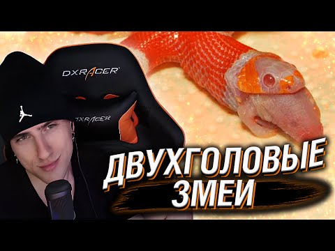 Видео: Hellyeahplay смотрит: Что Будет, Если Кормить Только Одну Голову У Двухголовой Змеи?