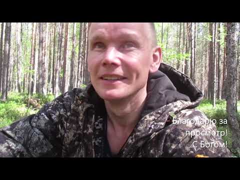 Видео: Испытание ( притравка) моих Лаек по Медведю!