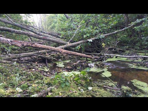 Видео: Завалы и бобровые плотины на реке. Наводим порядок. Оживление реки.