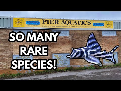 Видео: Мекка Плеко! Исследование водного мира Пирса — экскурсия по магазинам