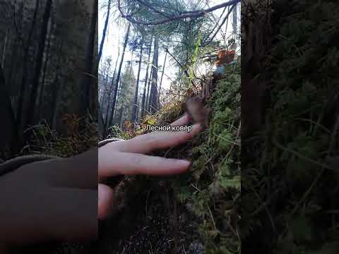 Видео: Лесной ковёр #брусничная2 #путешествия #поход #travel #forest #лес