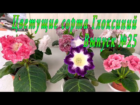 Видео: Цветущие Глоксинии(Выпуск №25)