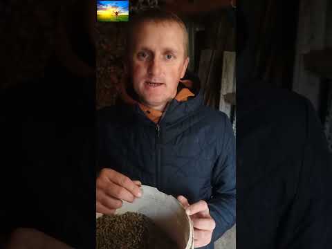 Видео: Нереальні прирости у Кролів😱😱!! Проблематика відгодівлі Кролів? Гранула Вирішує ВСЕ 🤔🤔🤔?