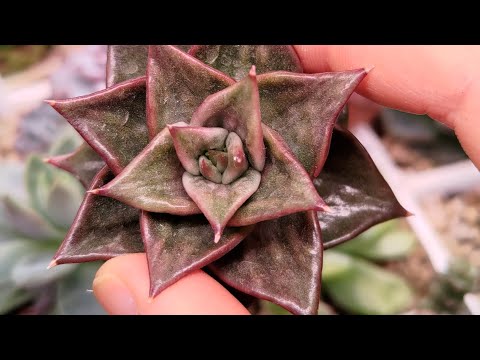 Видео: обзор на коллекцию суккулентов ч.2.#суккуленты