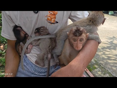 Видео: ДЖЕНИ СНОВА СБЕЖАЛА!!! ТЕРПЕНИЕ В ПРИРУЧЕНИИ МАКАКИ С КРОХВОСТОМ