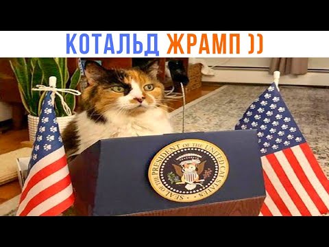 Видео: КОТАЛЬД ЖРАМП ))) | Приколы с котами | Мемозг 1516