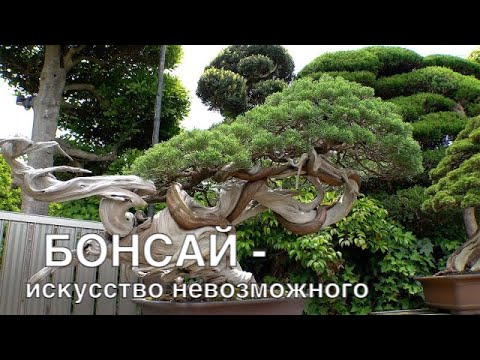 Видео: Бонсай - искусство невозможного. Специальный репортаж из Японии.