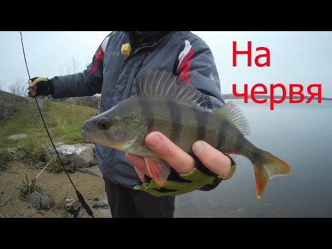 Видео: Ловля окуня зимой  на силиконовые приманки микроджиг