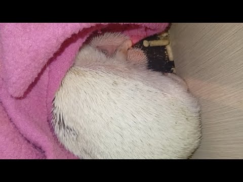 Видео: ❤️🦔 Ёжик Фероничка стала мамой🥰Ч.1 Mother hedgehog and baby P.1 #mother #ezhikafro #baby #hedgehog 