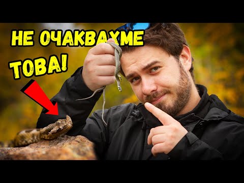 Видео: Берем гъби в змиярник - пепелянка и смок под един камък